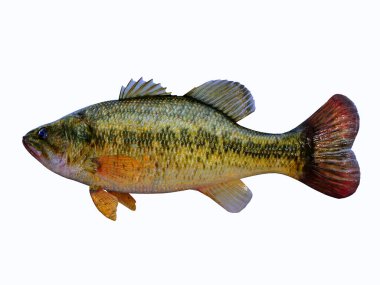 The Largemouth Bass is a popular freshwater game fish for anglers and is found in rivers, streams and lakes.
