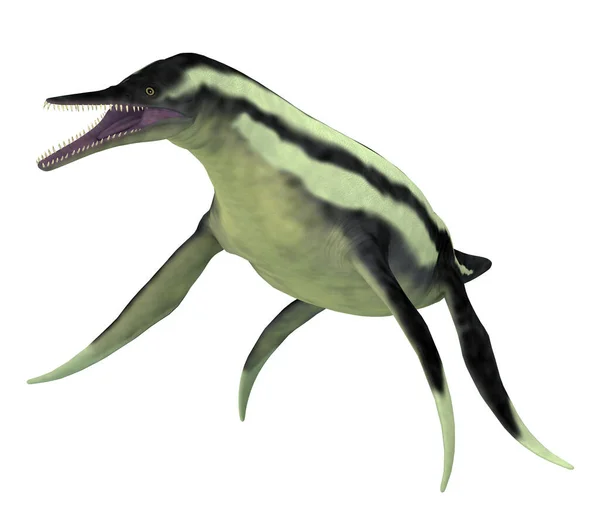 Dolichorhynchops는 북미의 바다에서 백악기 시대에 살았던 파충류 — 스톡 사진