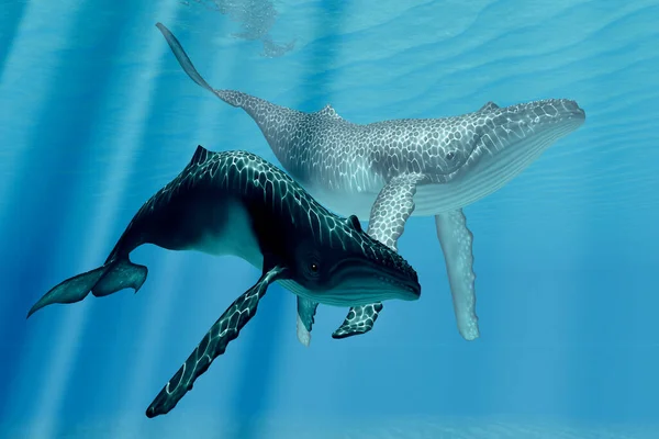 Duas Baleias Aquecem Nas Águas Quentes Iluminadas Oceano Tropical — Fotografia de Stock