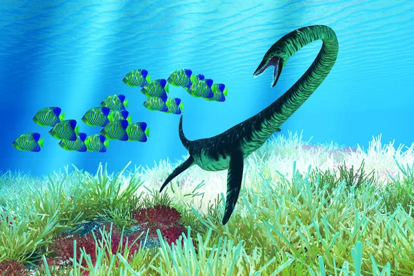 Школа Королевских Рыб Ангелов Плавает Безопасности Рифе Появляется Эласмозавр — стоковое фото
