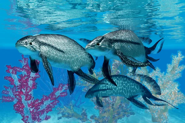 Scaumenacia Byl Primitivní Ryby Jawless Která Žila Oceánech Devonské Období — Stock fotografie