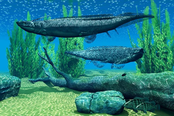 西纳坎图斯是生活在德沃尼亚和三叠纪海的食肉性海洋鲨鱼 — 图库照片