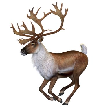 The Caribou deer also called a reindeer lives in the northern regions of Europe, Siberia and North America. clipart