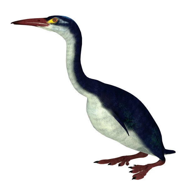黄昏是一种不会飞的水生鸟类生活在白垩纪的属 — 图库照片