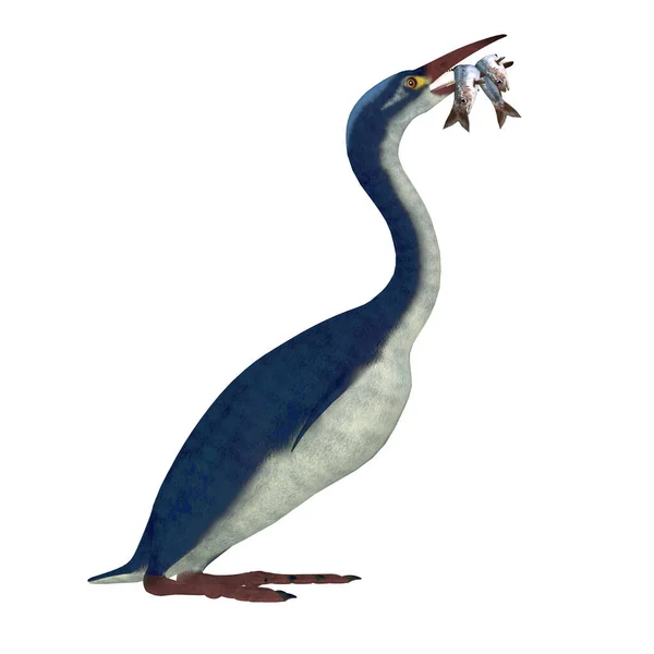 Hesperornis Rodzaj Ptaków Wodnych Nielotny Żył Okresie Kredy — Zdjęcie stockowe