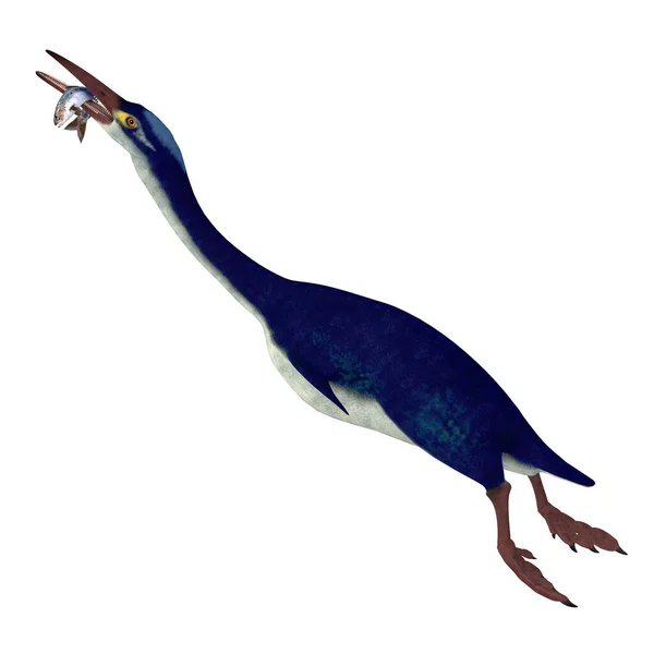 黄昏是一种不会飞的水生鸟类生活在白垩纪的属 — 图库照片