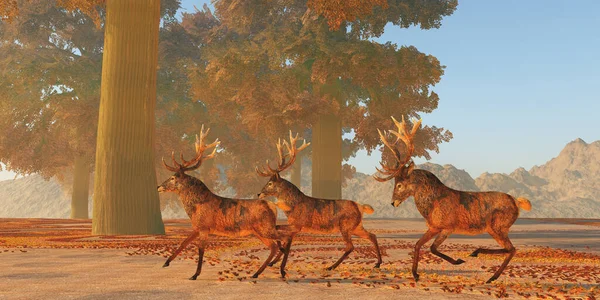 Cervo Rosso Originario Dell Europa Asia Iran Africa Una Delle — Foto Stock