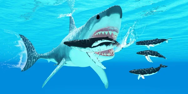一只巨鲨用一排锋利的牙齿攻击驼背鲸 — 图库照片