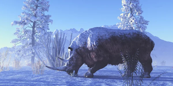 在欧洲的更新世 一只毛茸茸的犀牛在冬天吃着一棵植物 — 图库照片