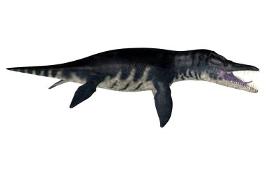 Liopleurodon, Avrupa ve Kanada 'nın Jurasik denizlerinde yaşayan etobur bir deniz plesiosauruydu..