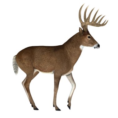 Otçul, beyaz kuyruklu geyik Kuzey ve Güney Amerika 'da yaşar ve bol miktarda türdür..