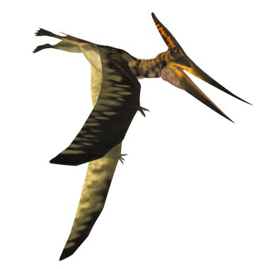 Pteranodon, Kretase Dönemi boyunca Kuzey Amerika 'da yaşamış sürüngen etobur bir Pterosaur' du..