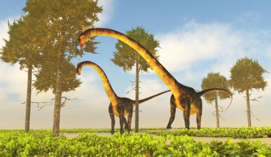 Barosaurus dinozorları, Amerika Birleşik Devletleri 'nin Jurasik Dönemi boyunca maymun bulmaca ağaçlarını kemirdiler..