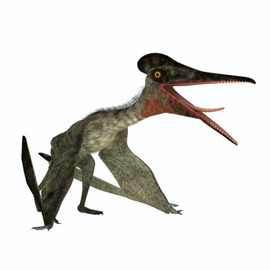 Jurassic dönem, Bavyera, Almanya yaşamış uçan bir etobur sürüngen Pterodactylus yapıldı.