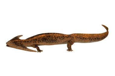 Diplocaulus was an amphibian tetrapod that lived in the Permian and Carboniferous Periods of North America and Africa. clipart