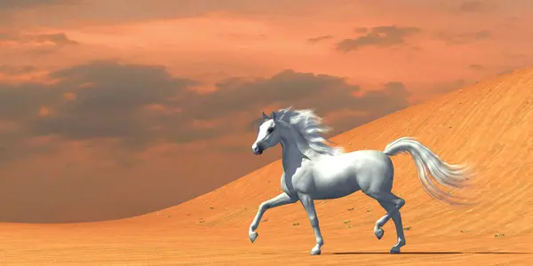 stock image A white Arabian stallion runs free in the desert as a wild horse.