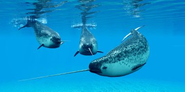 Narwhal whales live in social groups called pods and live in the Arctic ocean and males have a tusk. clipart