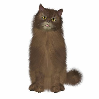 Somali kedisi Habeşistan kedisinin bir çeşididir, ama daha uzun saçlıdır..