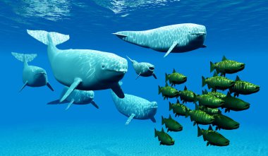 Bir grup Beluga balinası, bir somon balığı sürüsünün ardından birlikte yüzeye doğru yüzerken okyanusu aydınlatıyor..