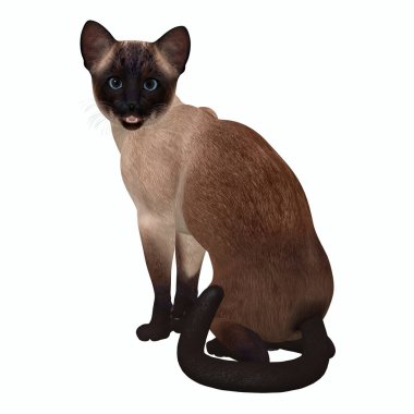 Fok noktalı bir kedinin paltosu krem ya da kafasında, kulaklarında, ayaklarında ve kuyruğunda koyu kahverengi noktalar olan yavru bir vücutla karakterize edilir. Siyamlıların mavi gözleri vardır..