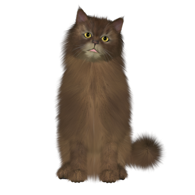 Habeşli Uzun Saçlı Kedi PNG şeffaf arkaplan. Somali kedisi Habeşistan kedisinin bir çeşididir, ama daha uzun saçlıdır..