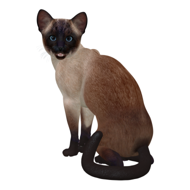 Siyam Koyu Mühür Noktası PNG şeffaf arkaplan. Fok noktalı bir kedinin paltosu krem ya da kafasında, kulaklarında, ayaklarında ve kuyruğunda koyu kahverengi noktalar olan yavru bir vücutla karakterize edilir. Siyamlıların mavi gözleri vardır..