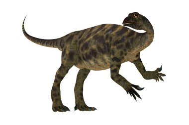 Anchisaurus Jurassic dönem, Kuzey Amerika, Avrupa ve Afrika'da yaşayan bir omnivordur prosauropod dinozordu.