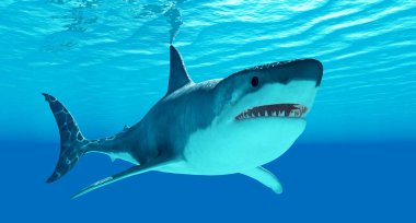 büyük beyaz köpekbalığı bir apex-predator 26 feet üzerinde veya 8 metre büyümeye ve 70 yıl veya daha uzun yaşamak değil.