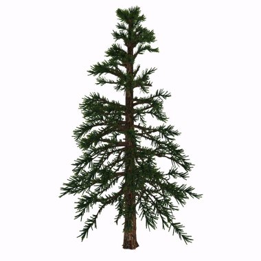 Araucariaceae, Triyas döneminde Dünya 'da ortaya çıkan ve bugüne kadar devam eden çok başarılı bir kozalaklı kozalaklı tarikat..