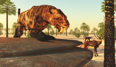 Smilodon Kedisi Eocene 'den Pleistosen Dönemi' ne kadar Kuzey Amerika 'da yaşadı ve Kyptoceras antilopları gibi birçok büyük hayvanı avladı..
