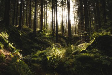 Parlak güneş, dingin ormandaki uzun ağaçların arasından güzel bir şekilde parlıyor. Resimli ve sakin bir atmosfer yaratıyor.