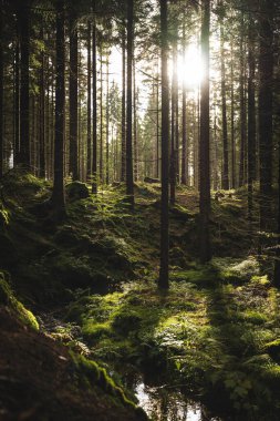 Güneş, sakin ormandaki yapraklı ağaçların arasından ışıl ışıl parlıyor. Resmedilmeye değer ve huzurlu bir doğal manzara yaratıyor.