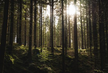 Güneş, sakin ormandaki yapraklı ağaçların arasından ışıl ışıl parlıyor. Resmedilmeye değer ve huzurlu bir doğal manzara yaratıyor.