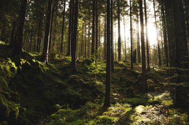 Parlak güneş, bereketli ormandaki uzun ağaçların arasından güzel bir şekilde parlıyor. Etrafında pitoresk bir doğal manzara oluşturuyor.
