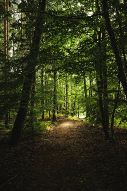 Parlak güneş, huzurlu ormandaki canlı yeşil ağaçların arasından yavaşça parıldıyor. Yaşam dolu sakin bir atmosfer yaratıyor.