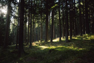 Parlak güneş dingin ormandaki gür ağaçların arasından güzel bir şekilde parlıyor. Resimli bir doğal ortam yaratıyor.