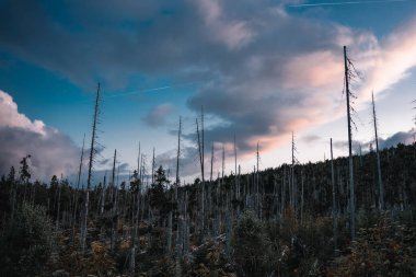 Arkaplanda yuvarlanan bulutlu bir gökyüzü ile uzanan güzel ve sakin bir ağaç tarlası, pitoresk bir manzara yaratıyor.
