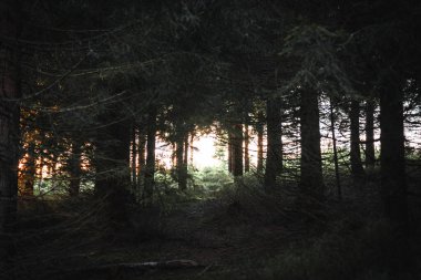 Parlak güneş, karanlık ve gizemli bir ormandaki uzun ağaçların arasından güzel bir şekilde parlıyor ve büyüleyici bir atmosfer yaratıyor.