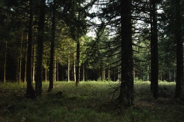 Parlak güneş, huzurlu ormandaki uzun ağaçların arasından güzel bir şekilde parlıyor. Huzurlu ve büyüleyici bir atmosfer yaratıyor.