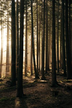 Sıcak güneş, dingin ormanın derinliklerinde bulunan yemyeşil ağaçların arasından parlak bir şekilde parlıyor ve güzel bir manzara yaratıyor.