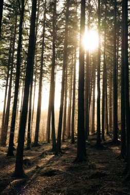 Sıcak güneş, dingin ormanın derinliklerinde bulunan yemyeşil ağaçların arasından parlak bir şekilde parlıyor ve güzel bir manzara yaratıyor.