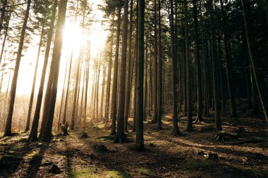 Sıcak güneş, dingin ormanın derinliklerinde bulunan yemyeşil ağaçların arasından parlak bir şekilde parlıyor ve güzel bir manzara yaratıyor.