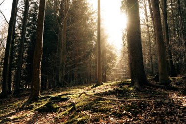 Sıcak güneş, dingin ormanın derinliklerinde bulunan yemyeşil ağaçların arasından parlak bir şekilde parlıyor ve güzel bir manzara yaratıyor.