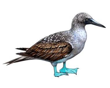 Blue-footed booby, Sula nebouxii, sea bird, realistic drawing, illustration for Encyclopedia of Animals of America, isolated image on white background clipart