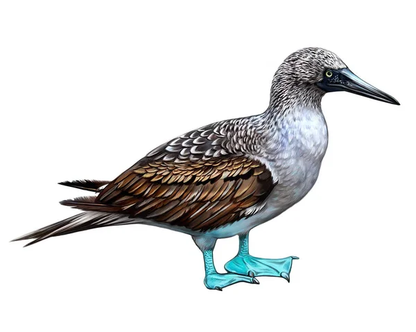 Blue Footed Booby Sula Nebouxii Sea Bird Realistic Drawing Illustration — Stock Photo, Image