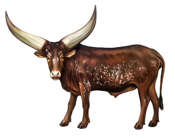 Watusi Breed Cattle Bred Africa Realistic Drawing Illustration Animal Encyclopedia — Stock Photo, Image