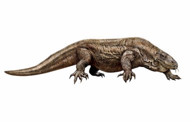 Dev Endonezya gözlemcisi kertenkele, Varanus komodoensis, Varanidae ailesi, Endonezya adaları hayvanları Komodo, Rincha, Flores, Gili Motang, gerçekçi çizim, illüstrasyon, beyaz arka planda izole görüntü