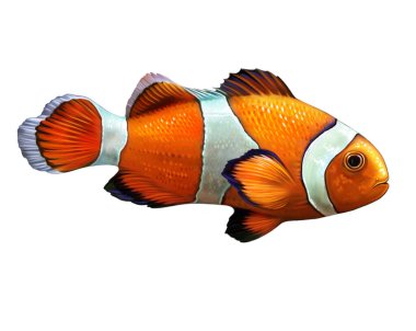 Palyaço balığı, Amphiprion, Pomacentridae familyasının ışın yüzgeçli bir balığı, gerçekçi çizim, hayvan ansiklopedisi için illüstrasyon, beyaz arka planda izole edilmiş görüntü.