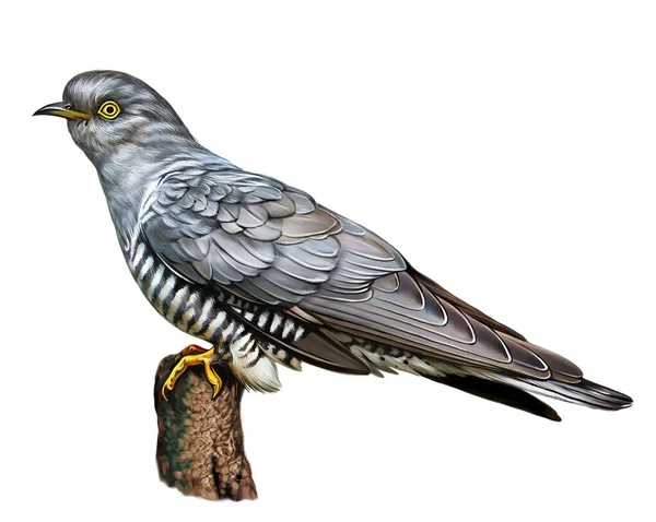 一般的なカッコー キューキュラスのカノーラス 現実的な描画 鳥の百科事典のためのイラスト 白い背景に孤立した画像 — ストック写真