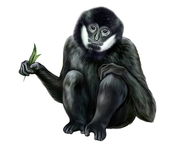Cresta Nera Gibbone Dalle Guance Bianche Nomascus Concolor Primate Animali — Foto Stock